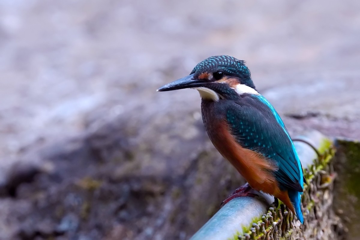 旧片_ 小翠鸟仔仔10