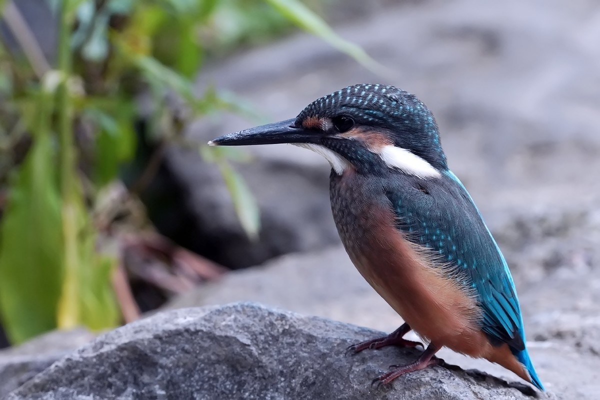 旧片_ 小翠鸟仔仔10