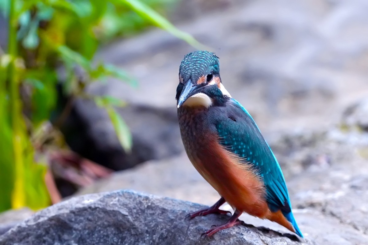 旧片_ 小翠鸟仔仔10