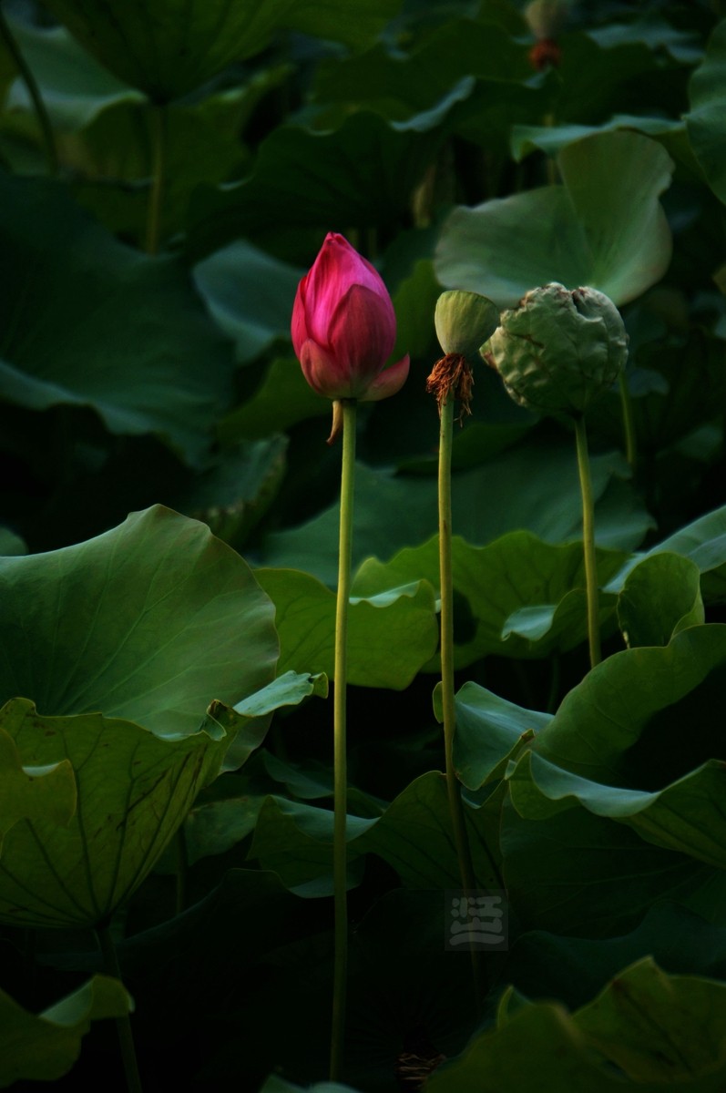 沙湖*荷旁疏影任我知——武汉随笔