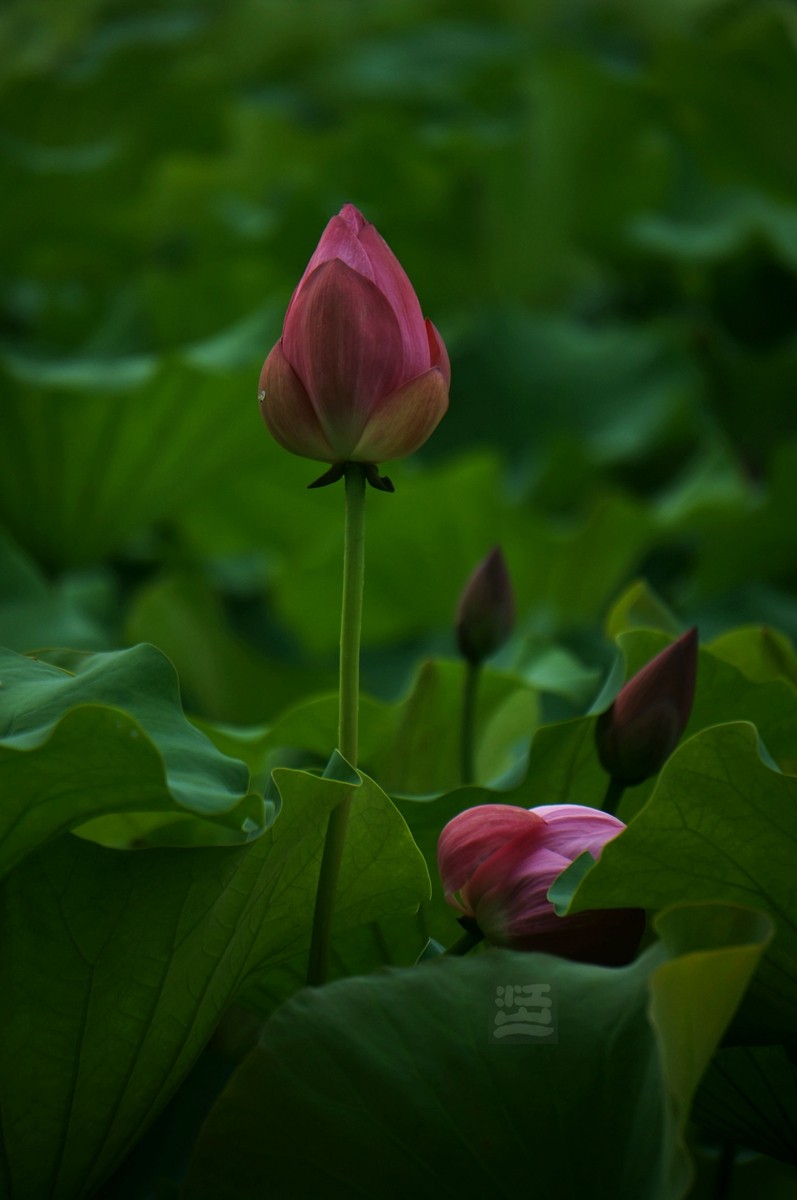 沙湖*荷旁疏影任我知——武汉随笔