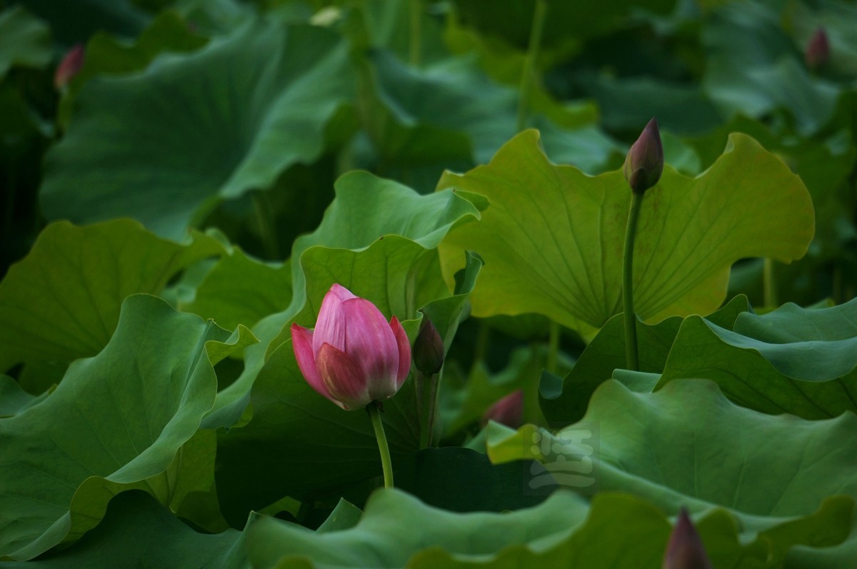 沙湖*荷旁疏影任我知——武汉随笔