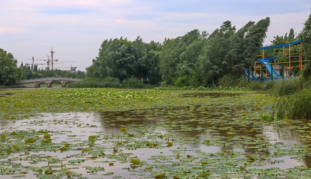 洋湖湿地公园1