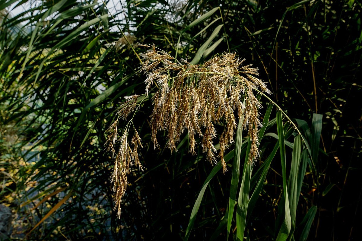 新品腾龙镜头18300圆明园试拍