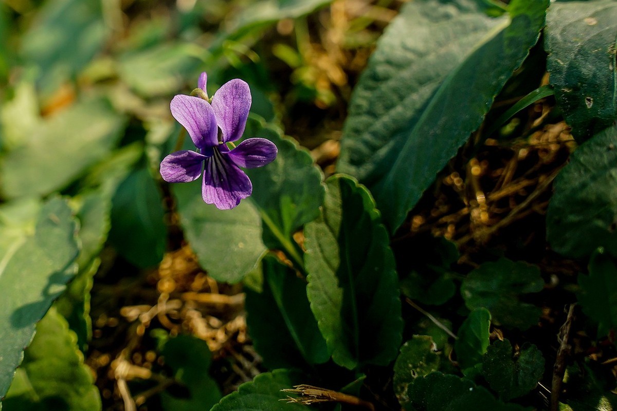 新品腾龙镜头18300圆明园试拍