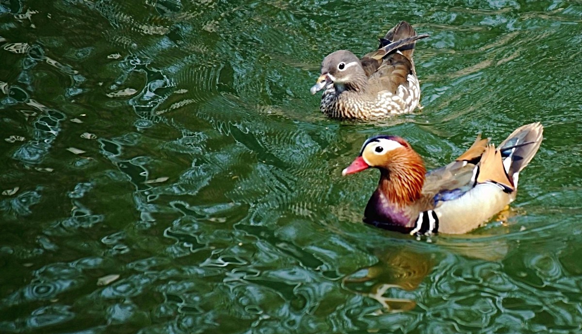 民心河畔·鸳鸯戏水·