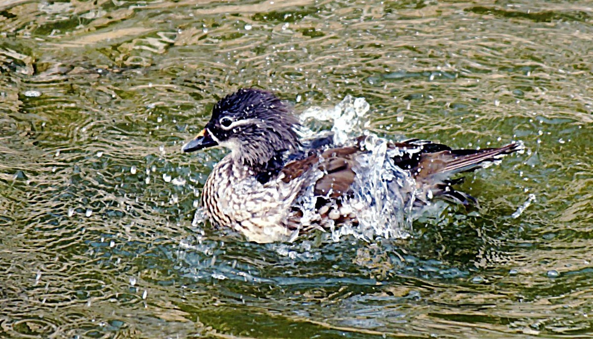 民心河畔·鸳鸯戏水·