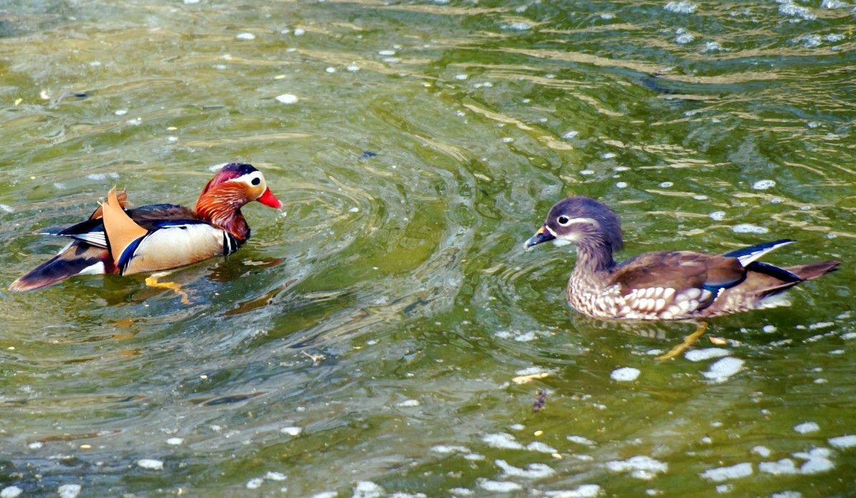 民心河畔·鸳鸯戏水·