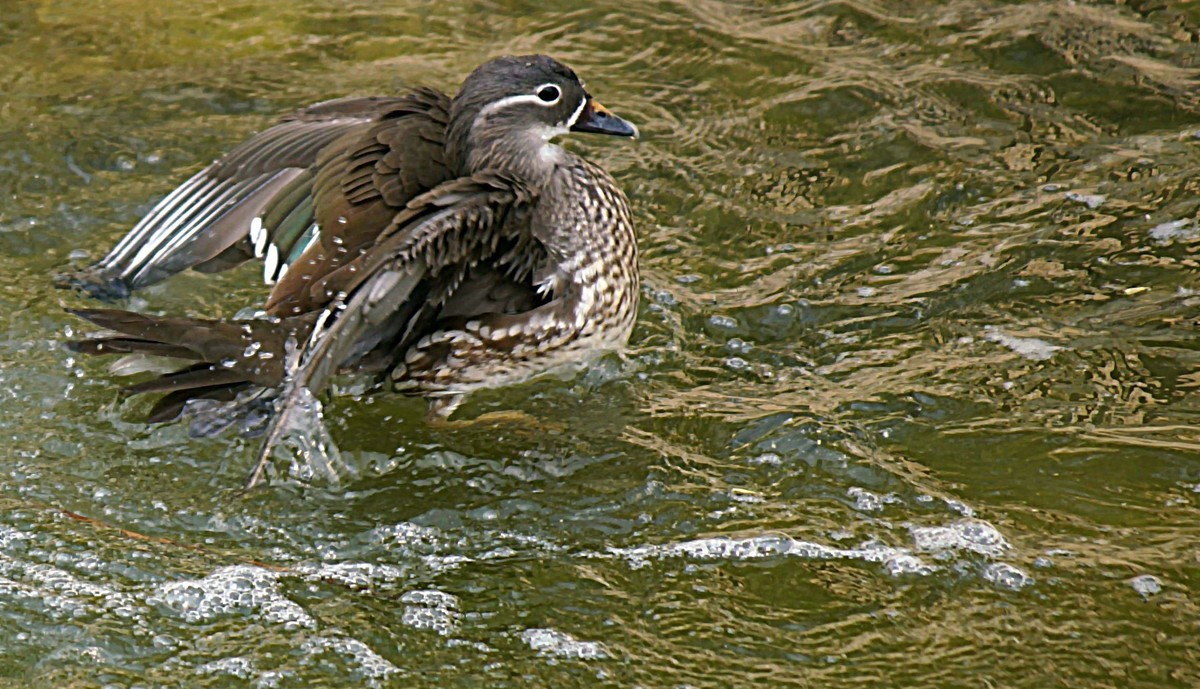 民心河畔·鸳鸯戏水·