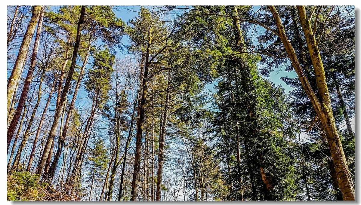 春之冬色黑森林