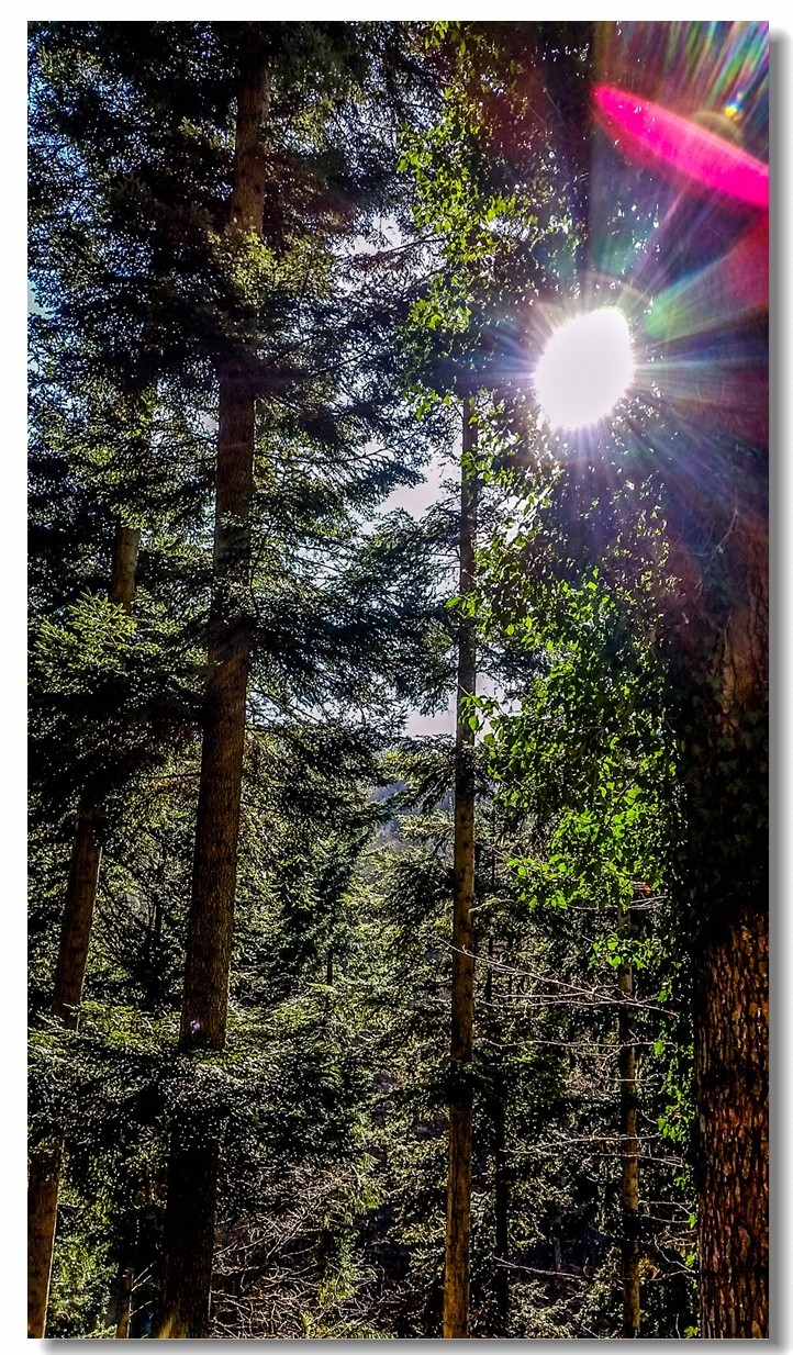 春之冬色黑森林