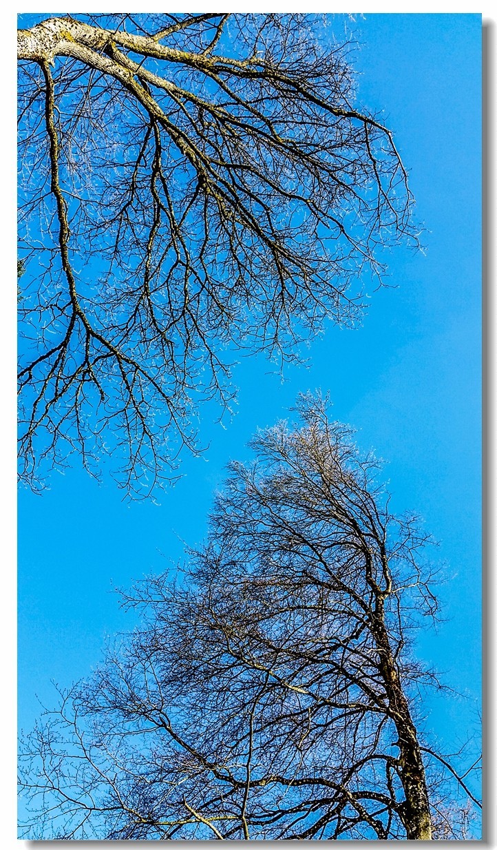 春之冬色黑森林