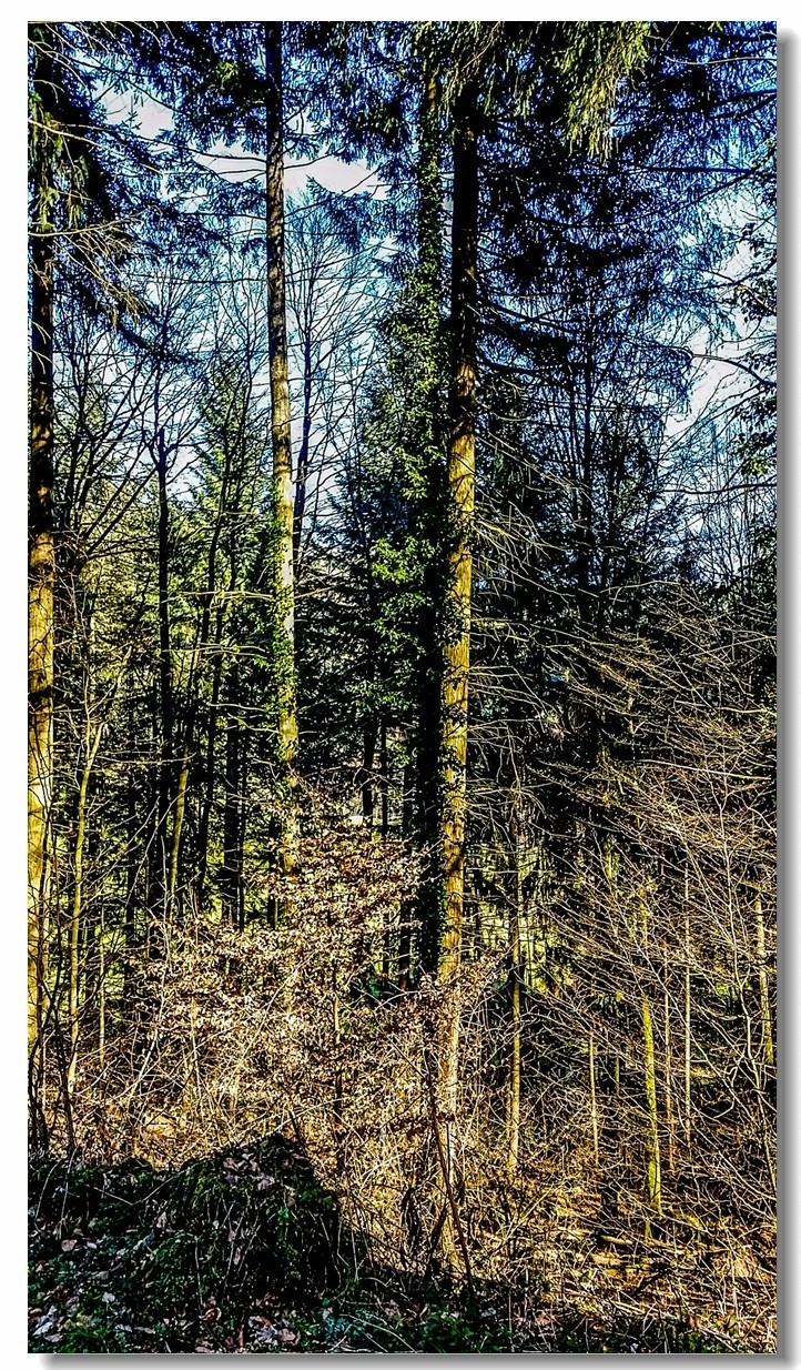 春之冬色黑森林