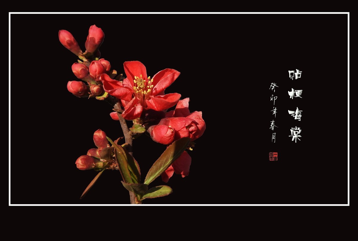 枝头燃起吉祥火，贴梗海棠绽红霞