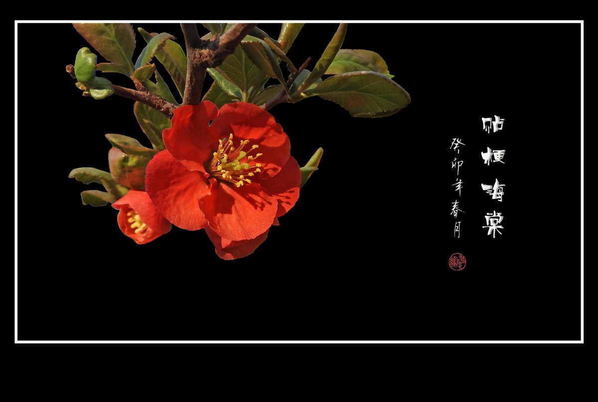 枝头燃起吉祥火，贴梗海棠绽红霞