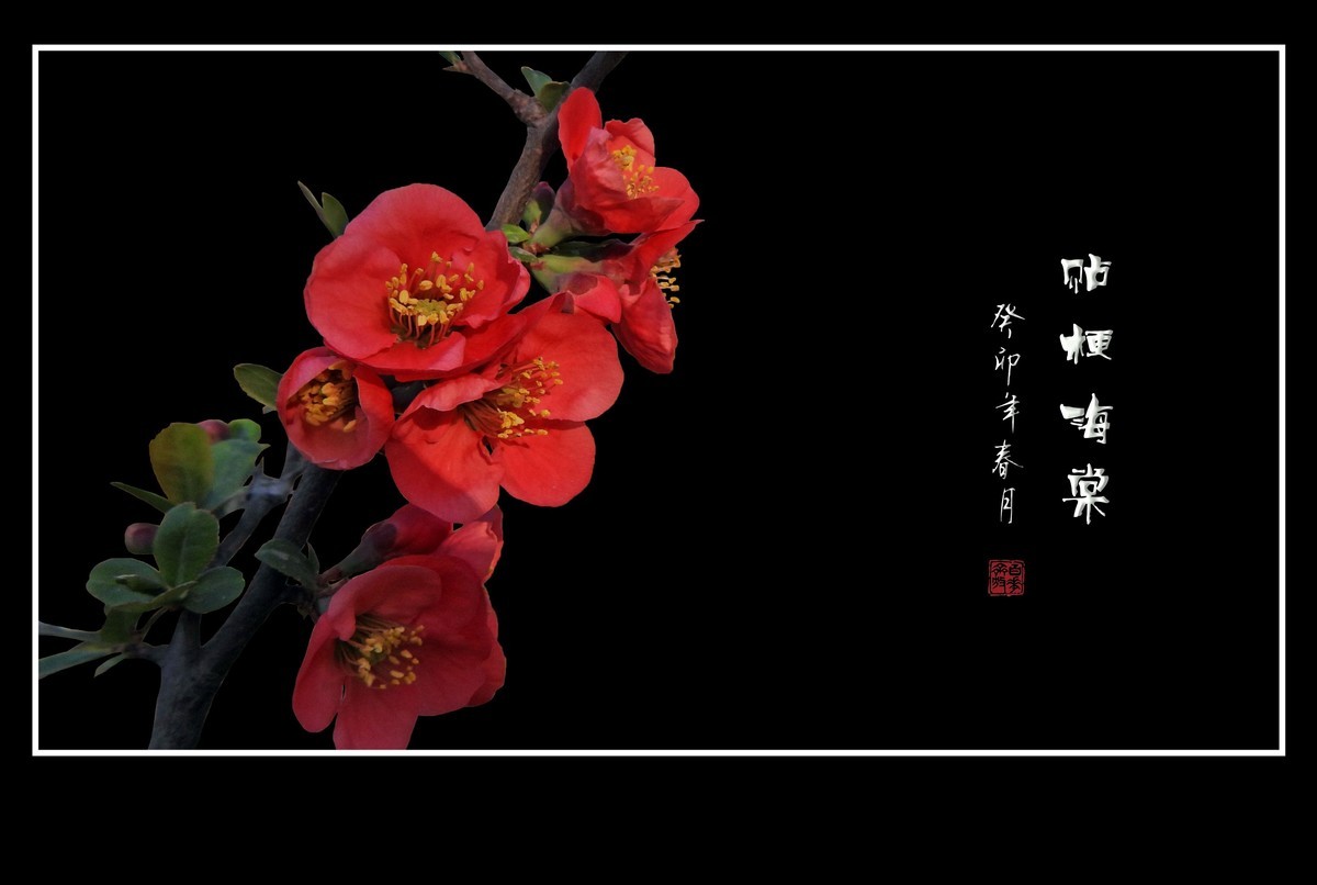 枝头燃起吉祥火，贴梗海棠绽红霞