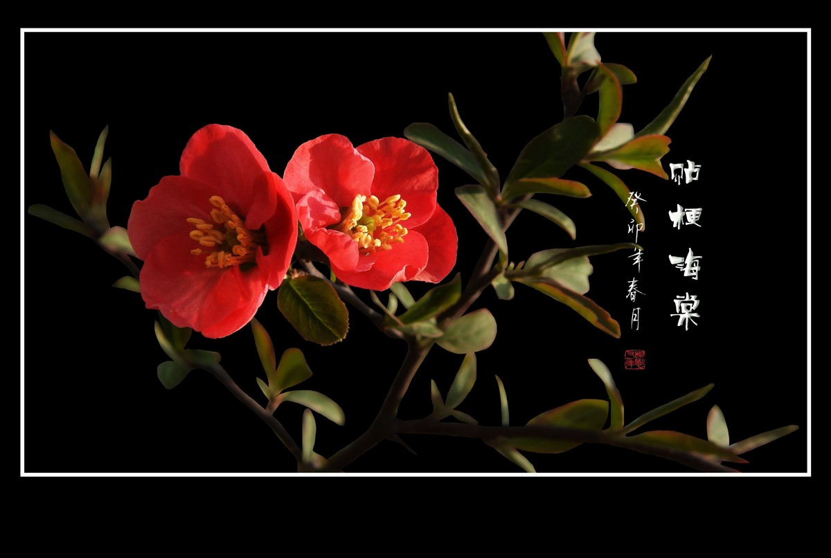 枝头燃起吉祥火，贴梗海棠绽红霞