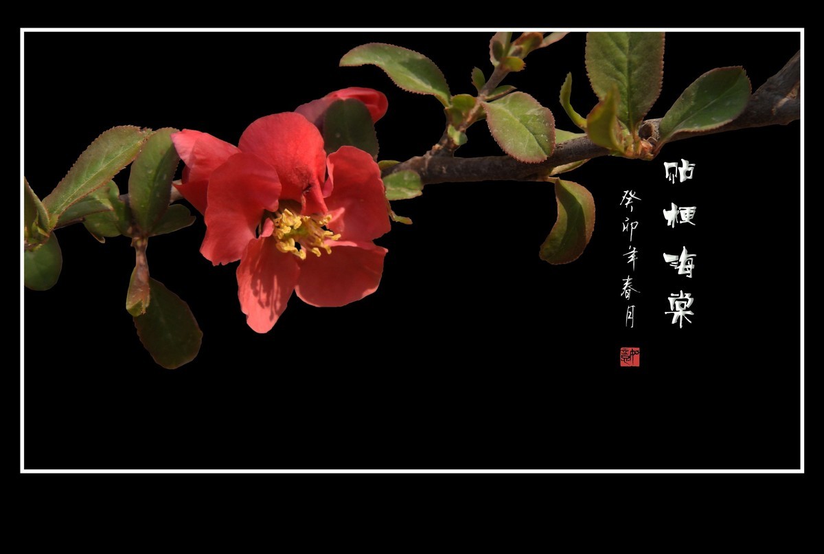 枝头燃起吉祥火，贴梗海棠绽红霞