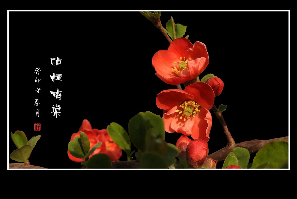 枝头燃起吉祥火，贴梗海棠绽红霞