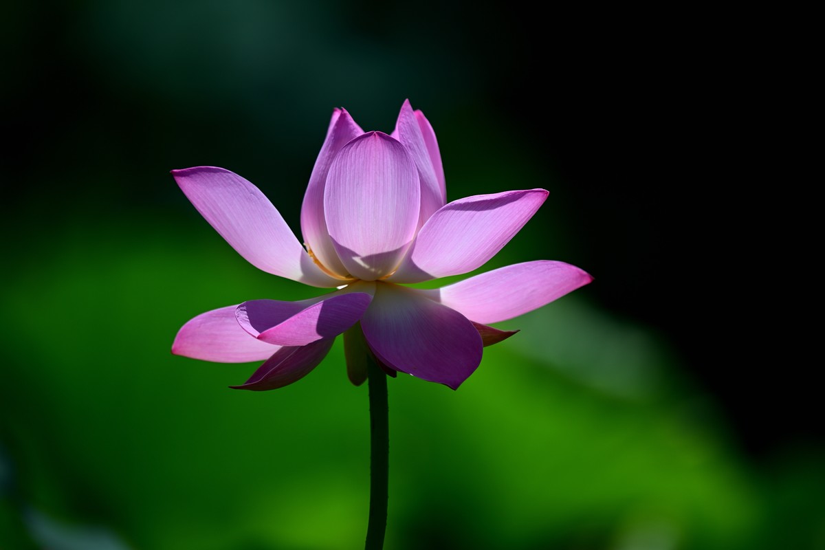 闲来无事继续发荷花