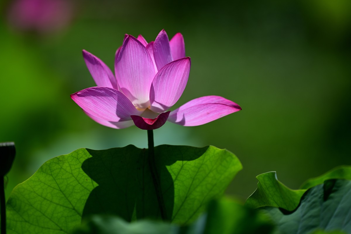 闲来无事继续发荷花