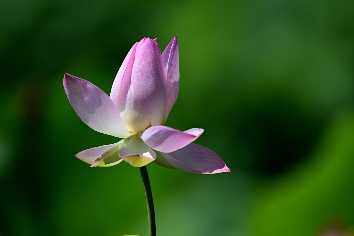 闲来无事继续发荷花