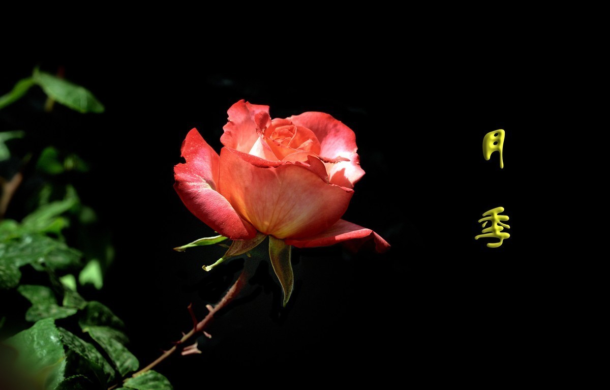 #版主坐堂# 尼康D5100星空(中国)2023年八月份优秀作品精选汇总