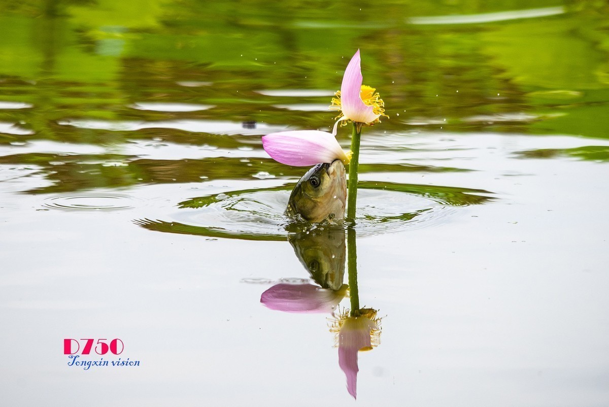 #版主坐堂# 尼康D5100星空(中国)2023年八月份优秀作品精选汇总