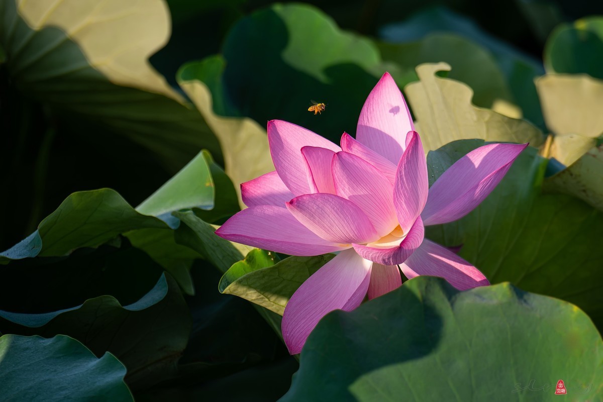 #版主坐堂# 尼康D5100星空(中国)2023年八月份优秀作品精选汇总