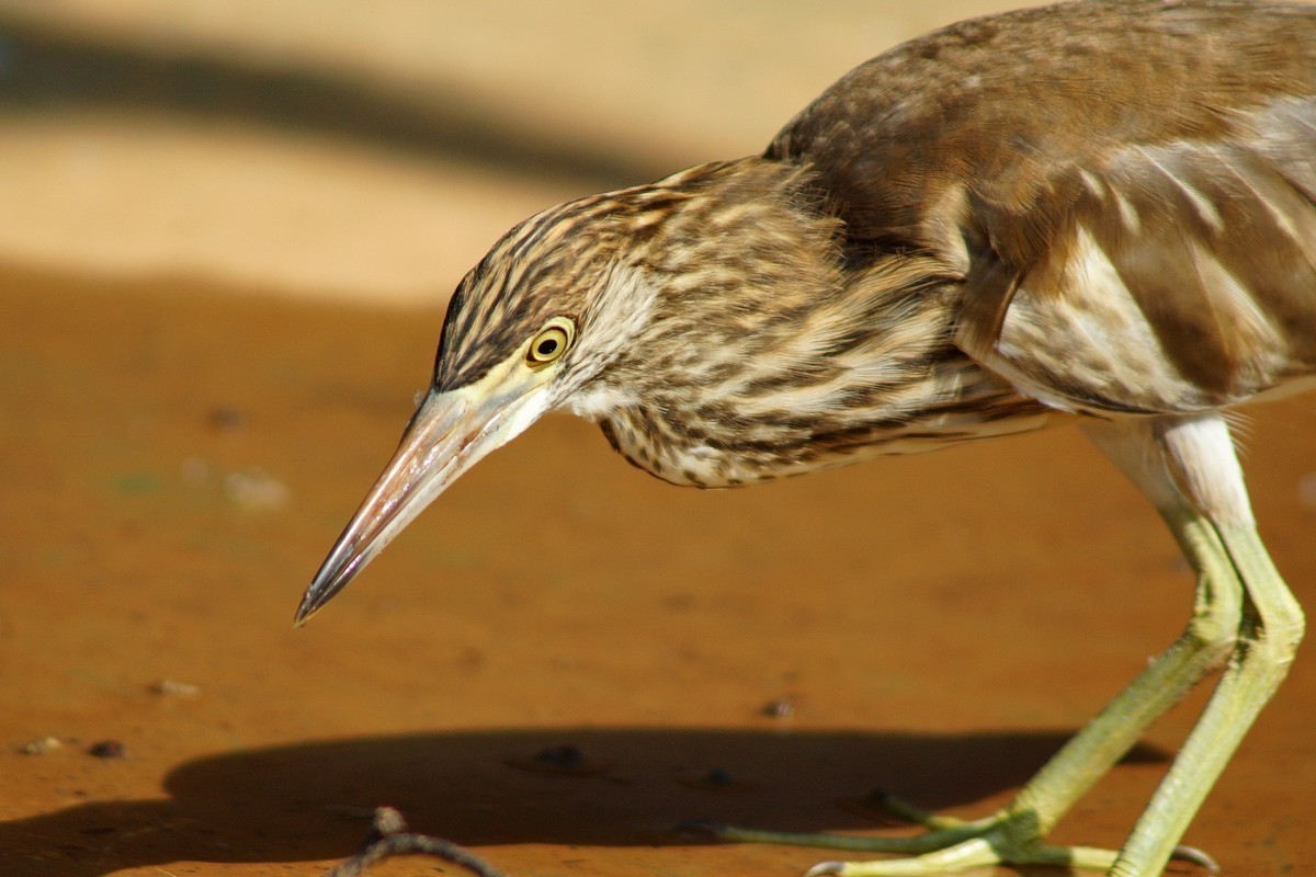 #版主坐堂# 尼康D5100星空(中国)2023年八月份优秀作品精选汇总