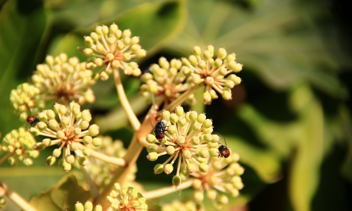 冬日午后随拍之八角金盘上的红头苍蝇