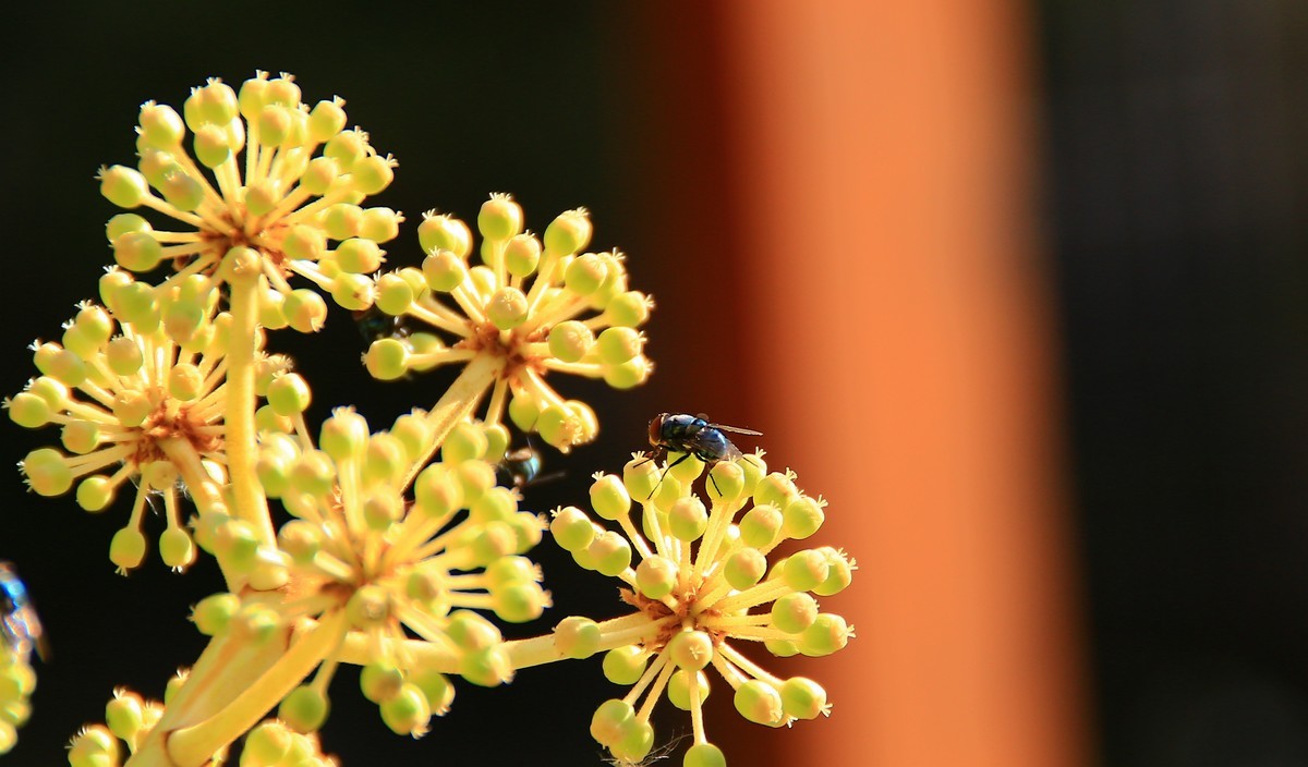 冬日午后随拍之八角金盘上的红头苍蝇