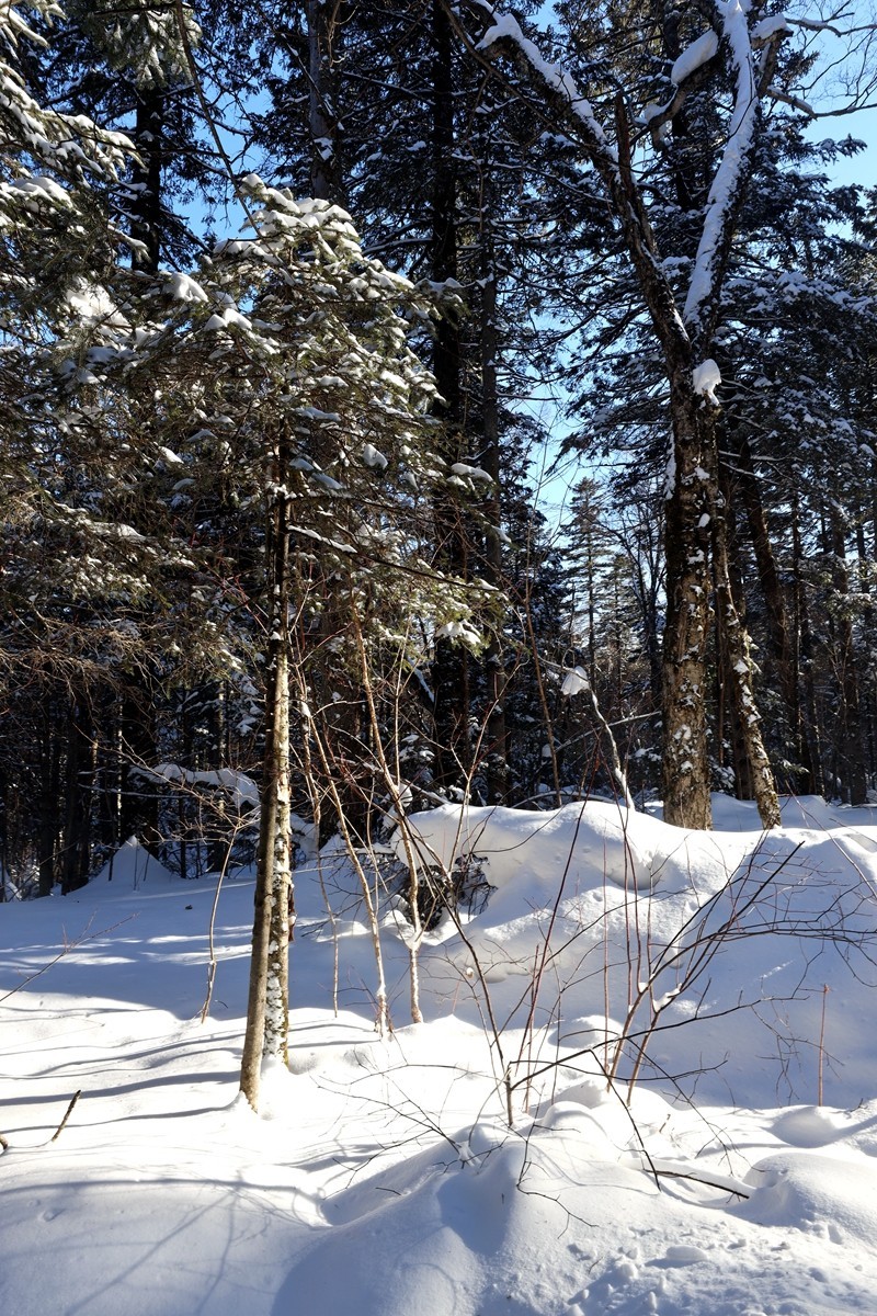长白山谷底森林