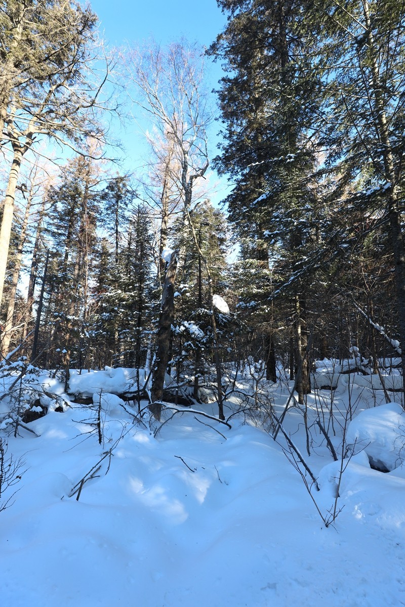 长白山谷底森林