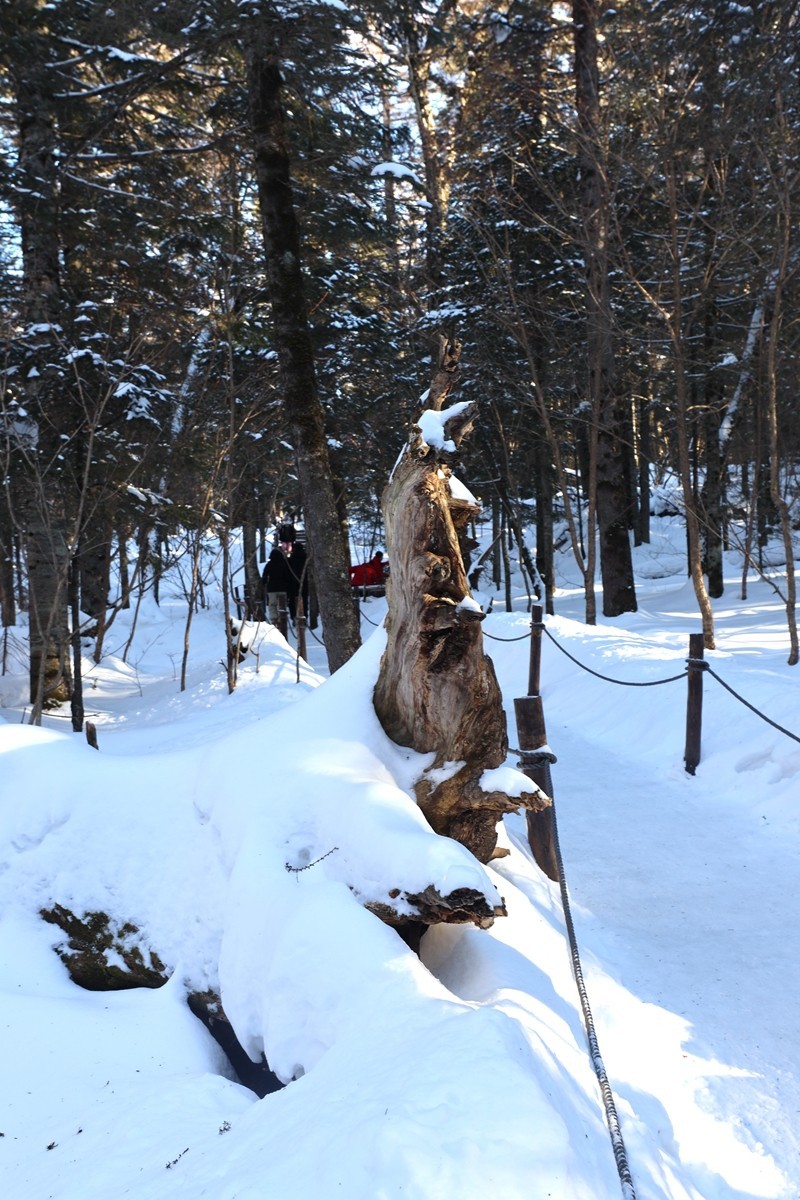 长白山谷底森林