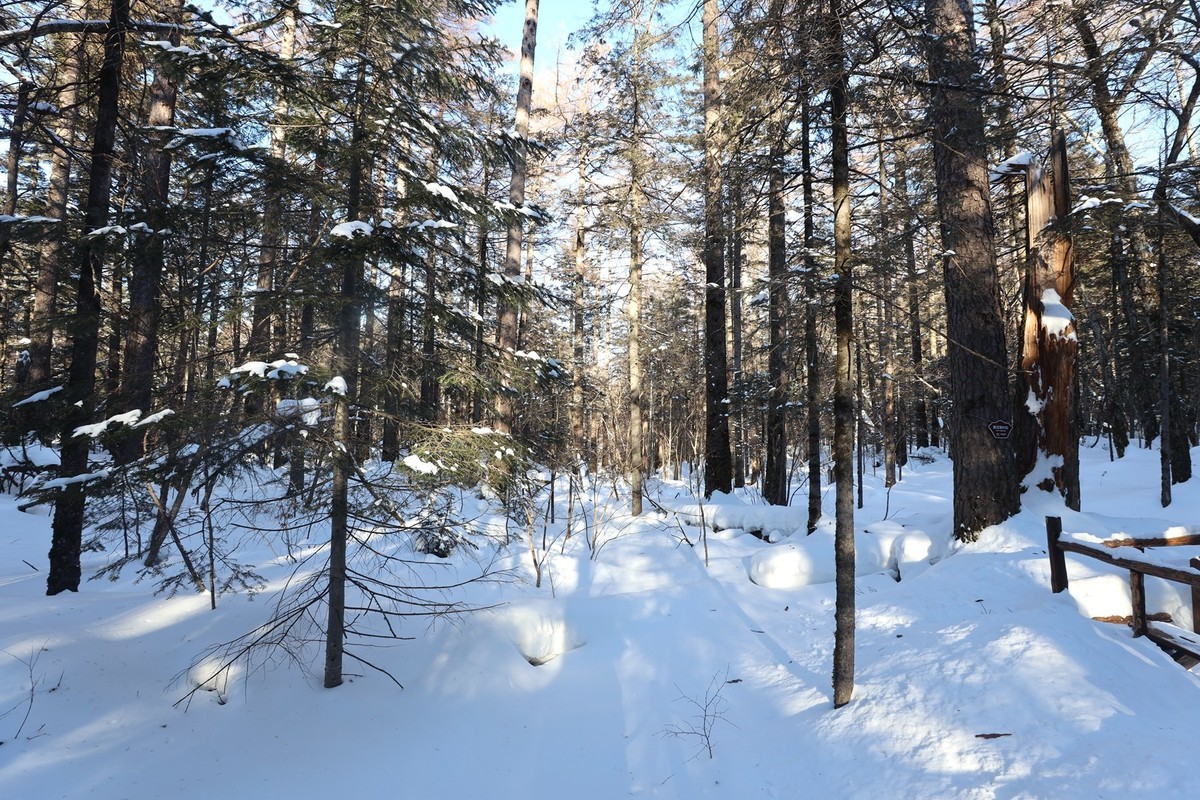 长白山谷底森林