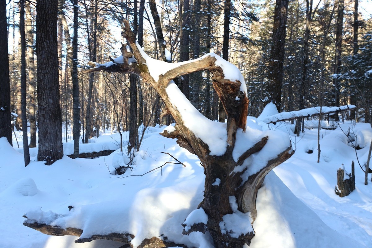 长白山谷底森林
