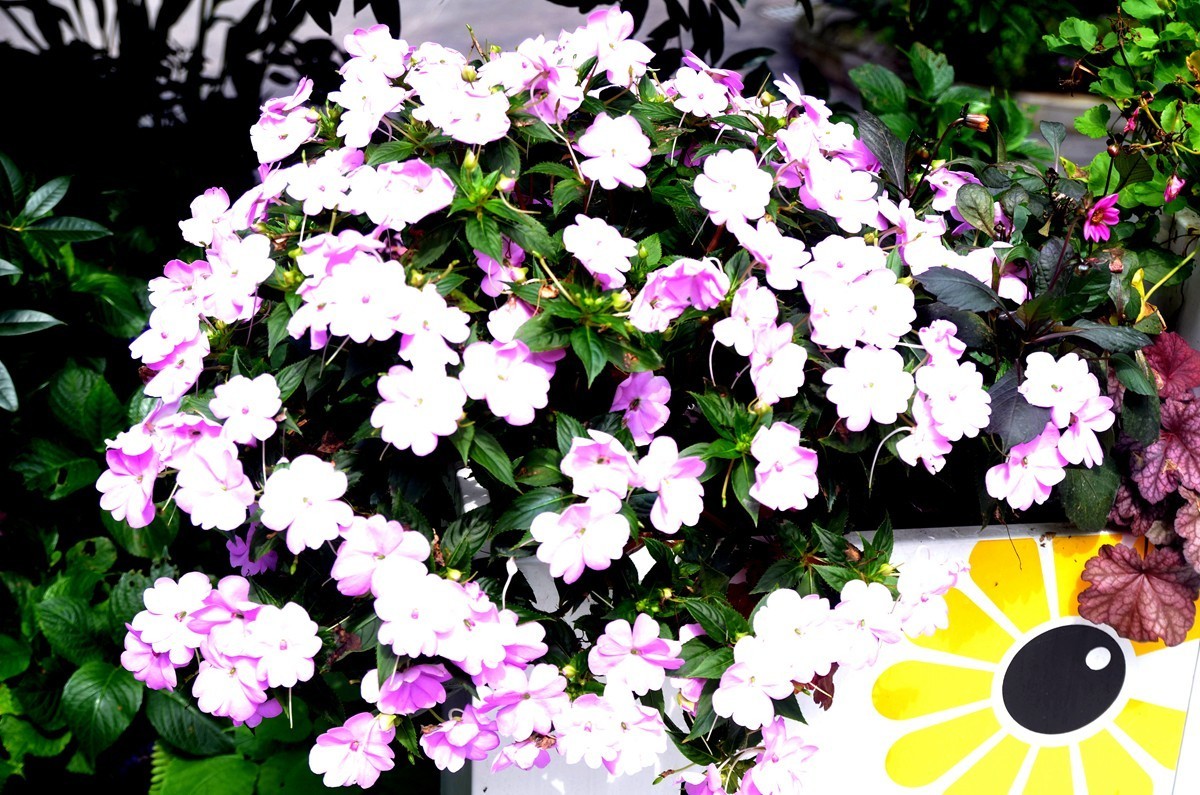 巴滨花艺园 (六)