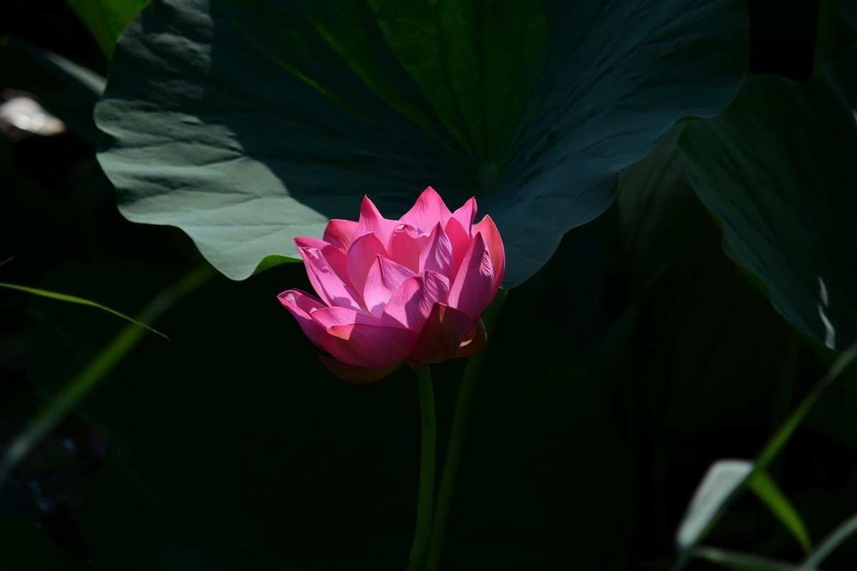 2024荷花