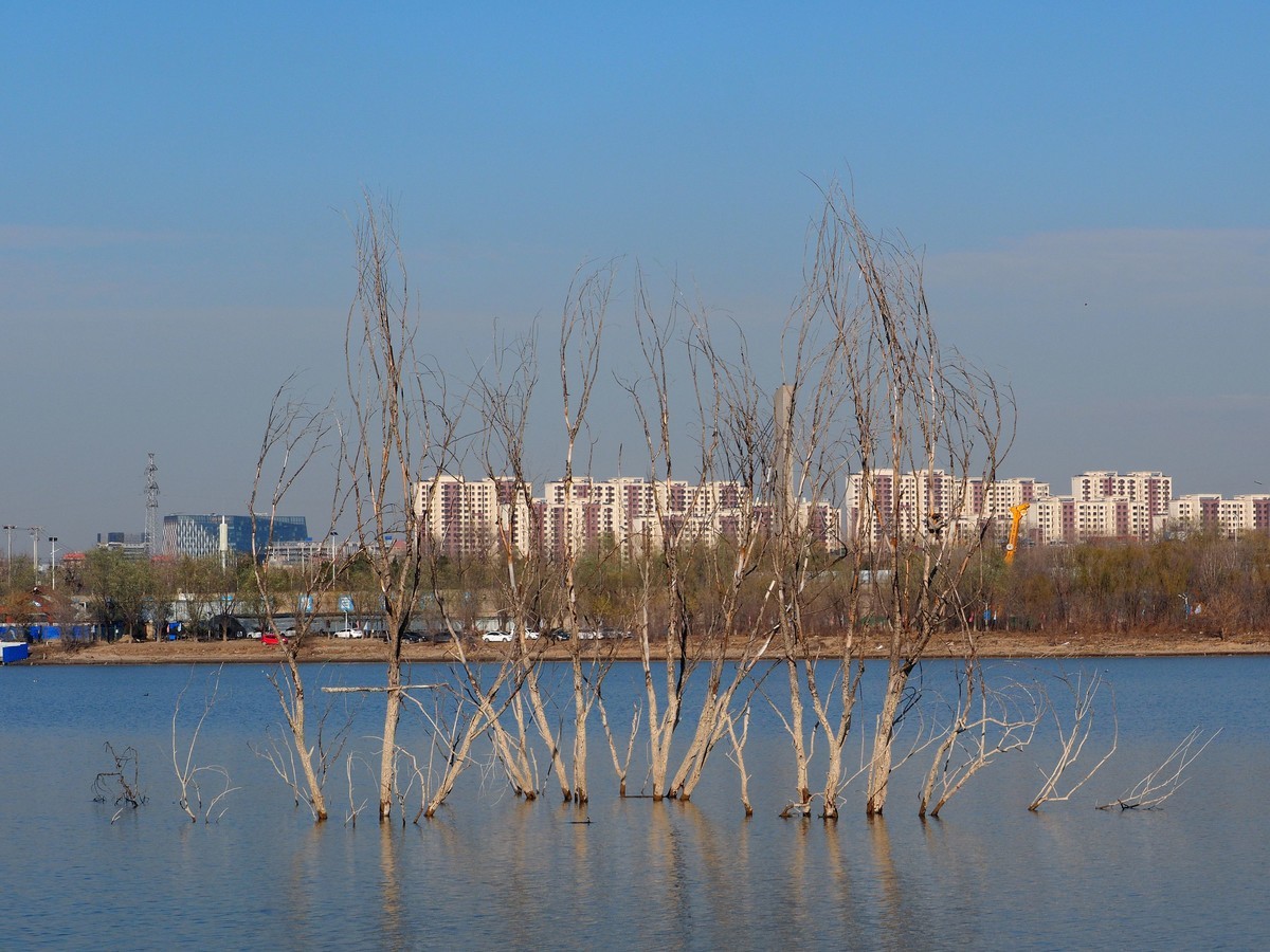 即墨王圈水库湿地公园图片