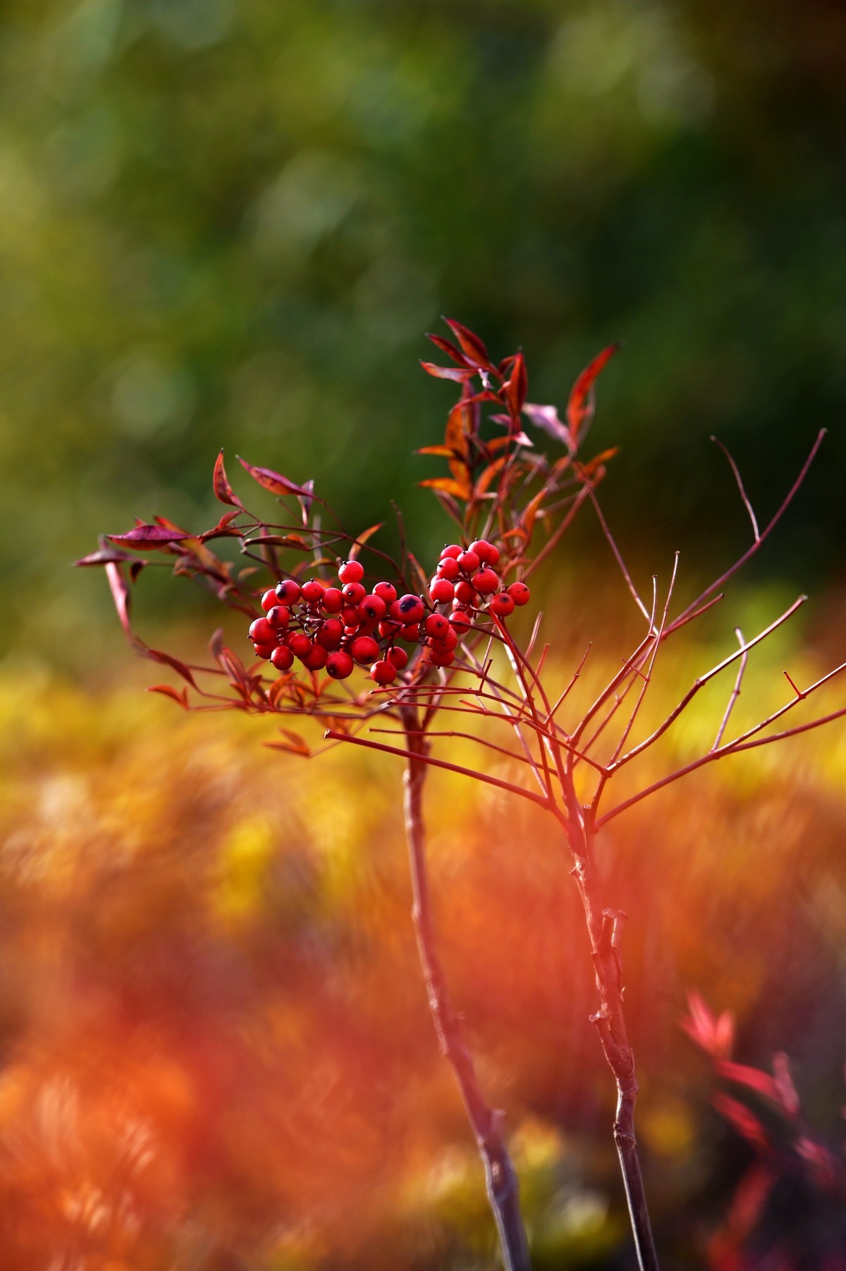 【南天竹】闲情悠然 冬日惊艳