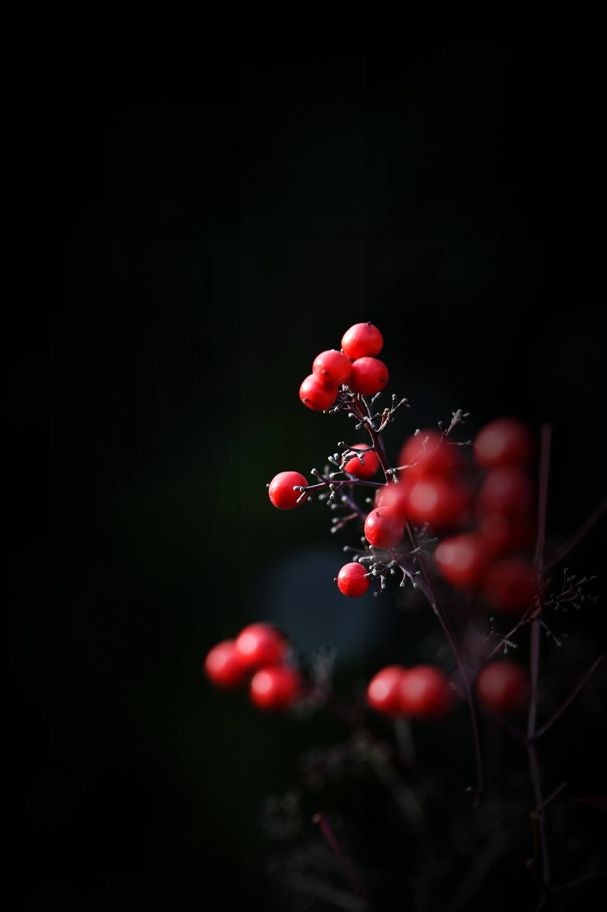 【南天竹】闲情悠然 冬日惊艳