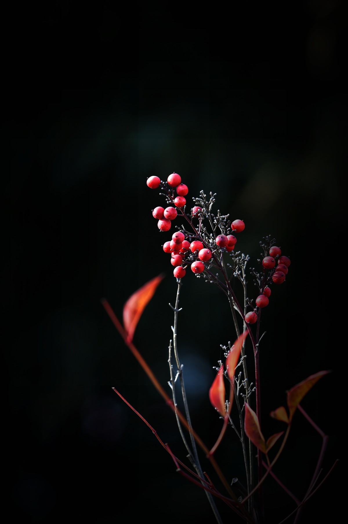 【南天竹】闲情悠然 冬日惊艳