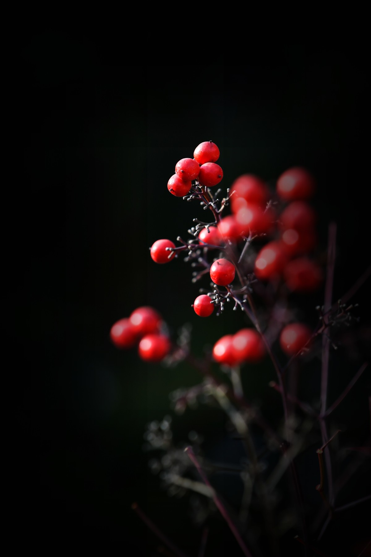 【南天竹】闲情悠然 冬日惊艳