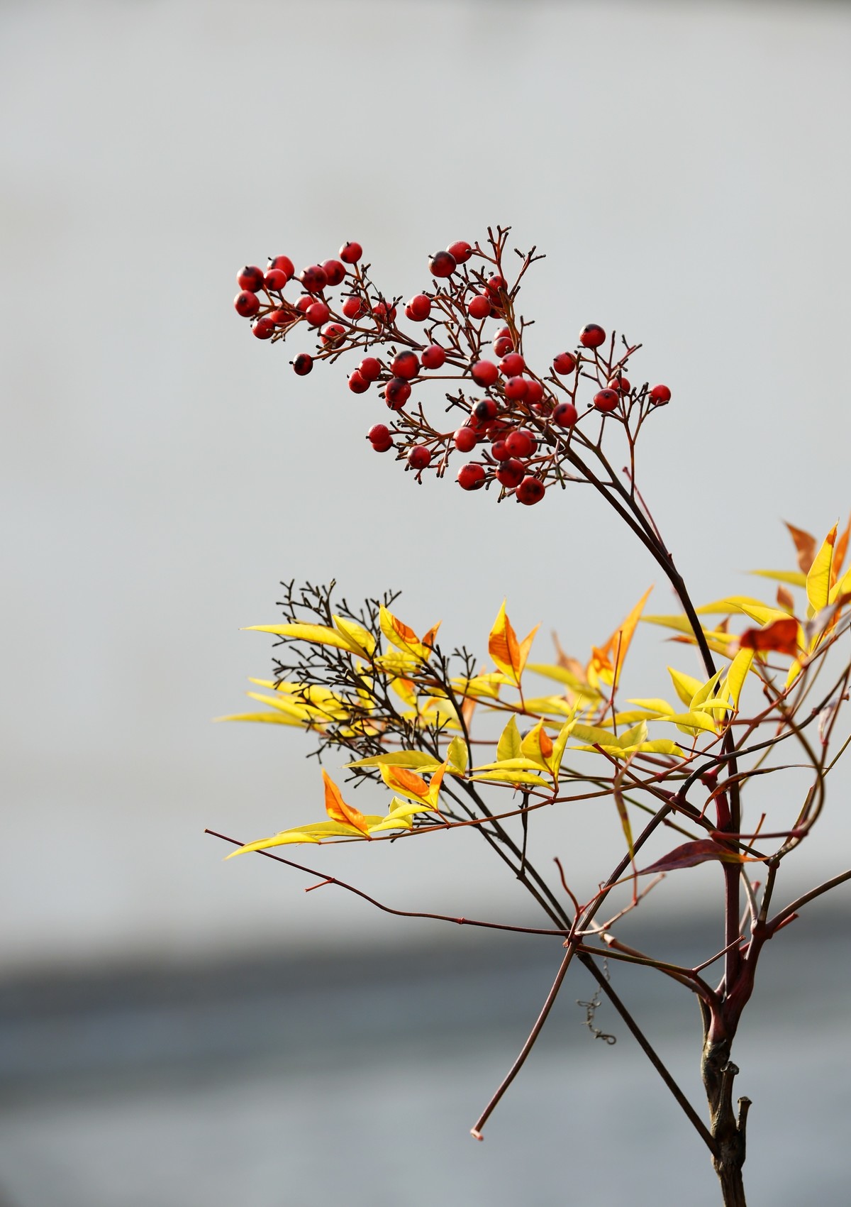 【南天竹】闲情悠然 冬日惊艳