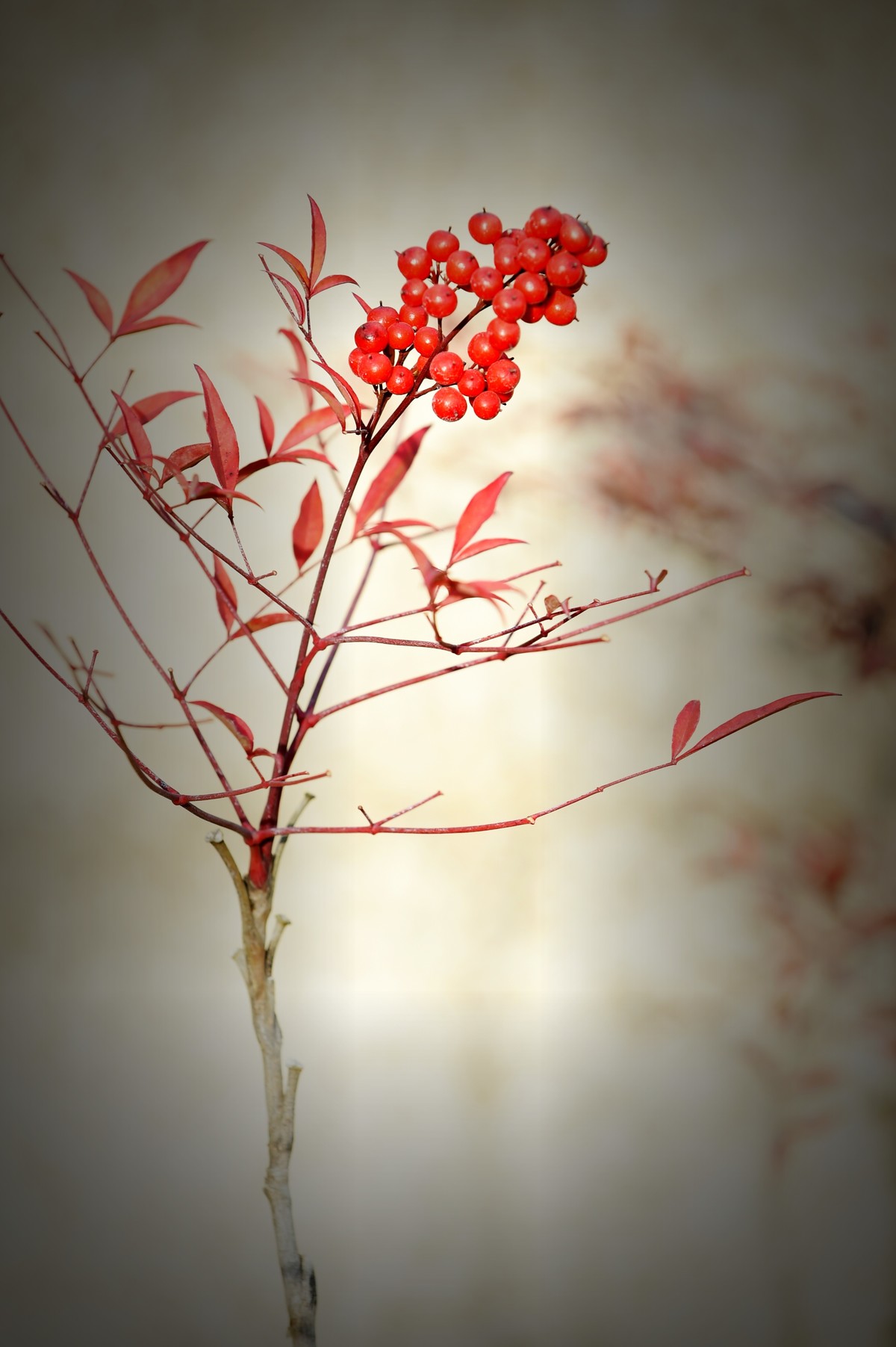 【南天竹】闲情悠然 冬日惊艳