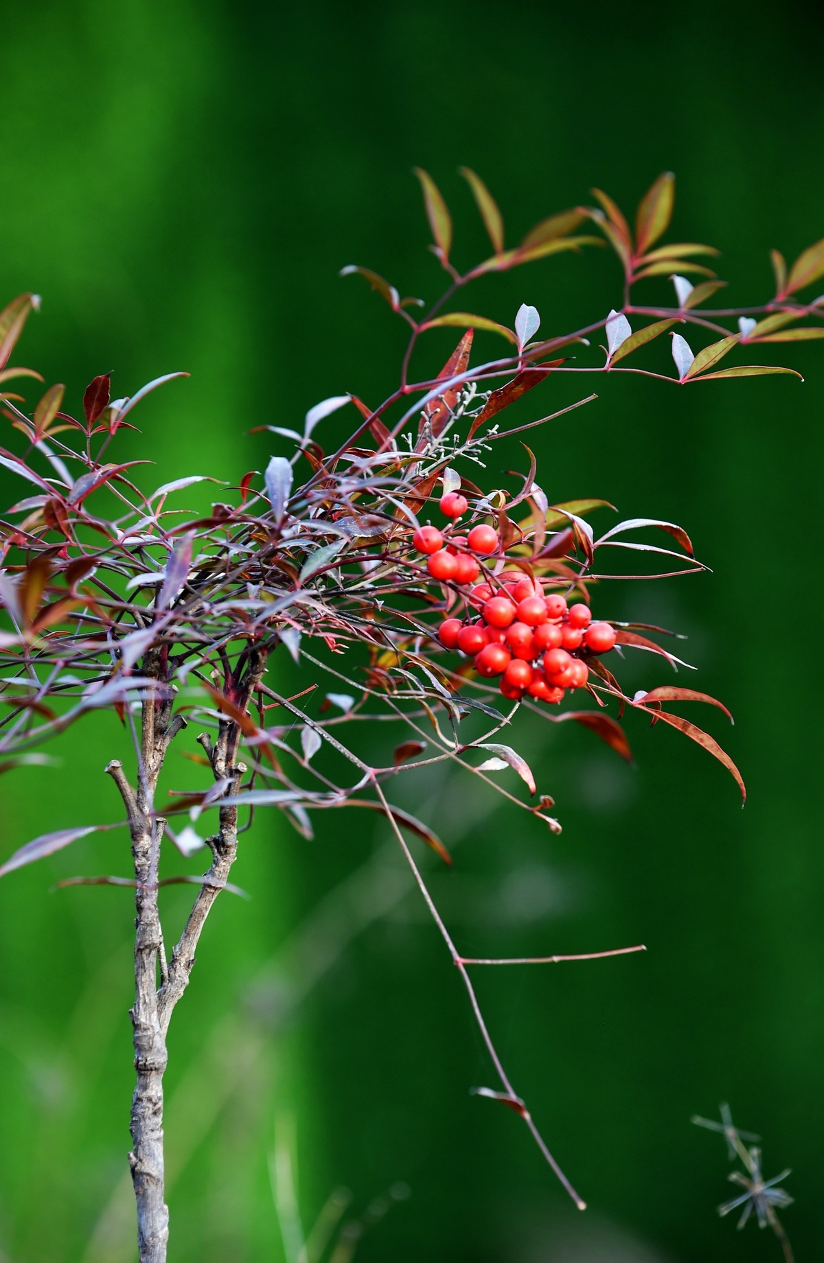 【南天竹】闲情悠然 冬日惊艳