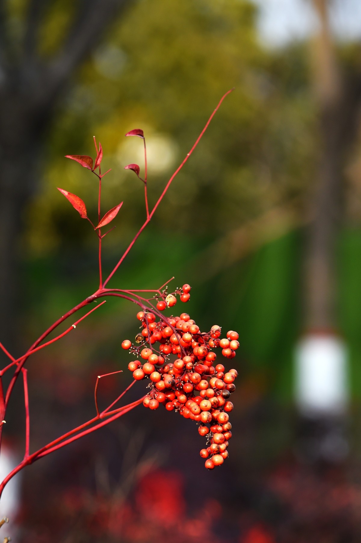 【南天竹】闲情悠然 冬日惊艳
