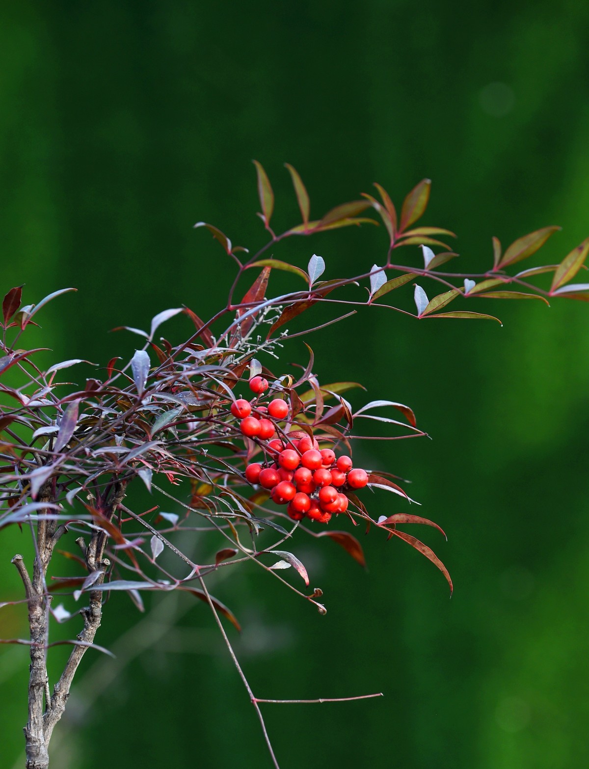 【南天竹】闲情悠然 冬日惊艳