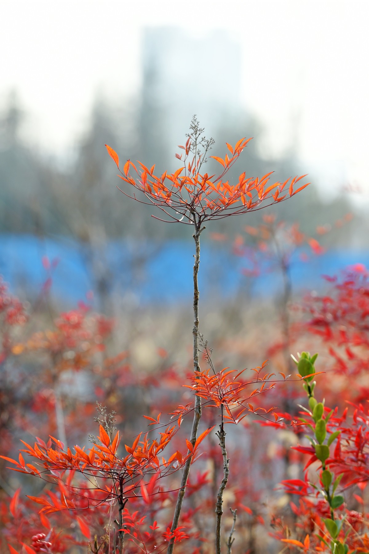 【南天竹】闲情悠然 冬日惊艳